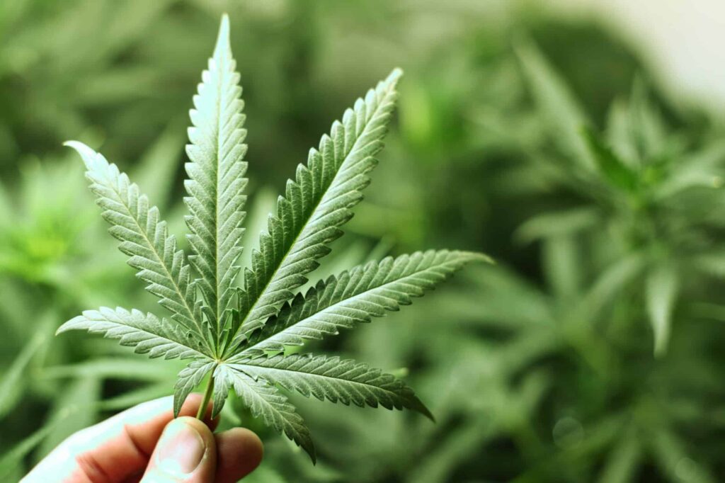 how long before weed leaves system