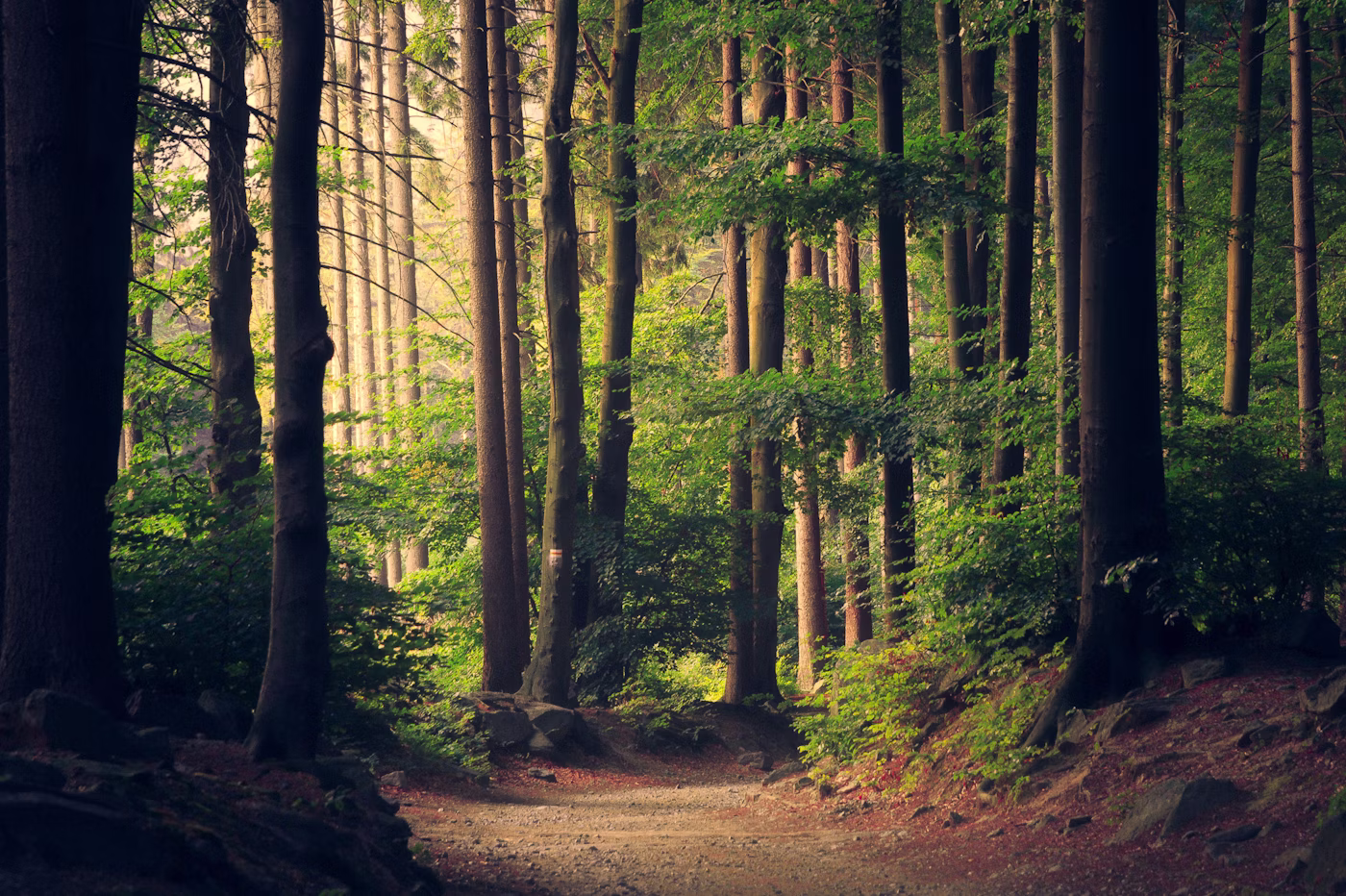 Peaceful forest path representing the journey through mental health conditions