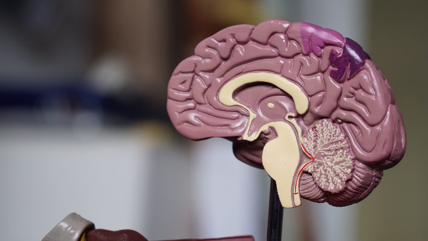 Abstract neuroscience visualization representing GABA activity in the central nervous system